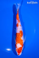 6.75" GINRIN KOHAKU
