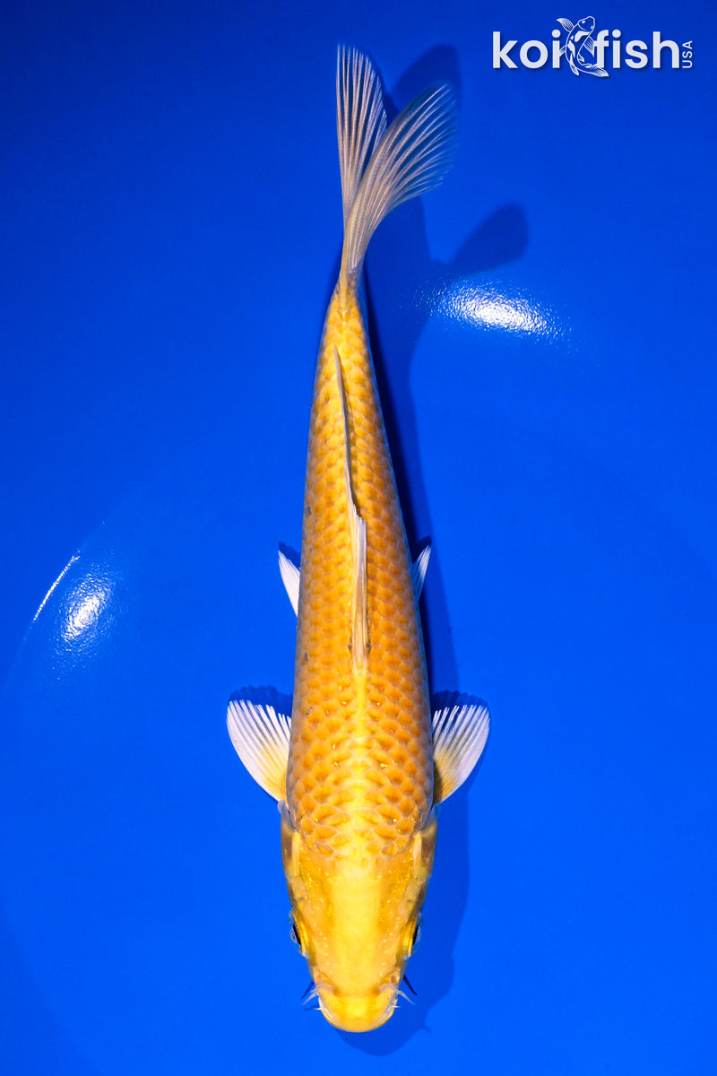 6.75" YAMABUKI OGON