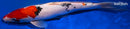 12.75" SANKE