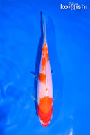 5.5" KOHAKU