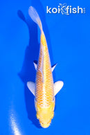 4" YAMABUKI OGON