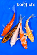 PACK OF (5) 4-4.25" STANDARD KOI