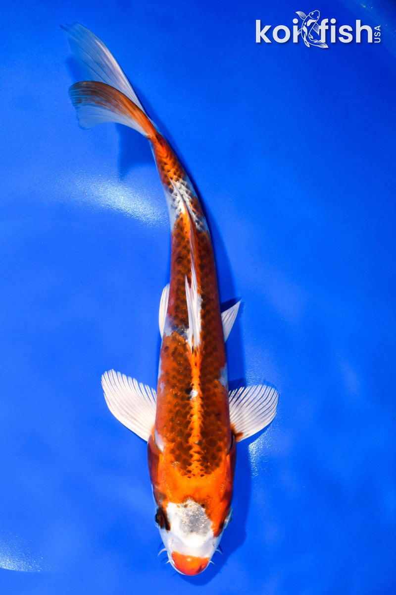 10.5" KUJAKU