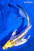 8.25" ARAGOKE KIN KIKOKURYU BUTTERFLY