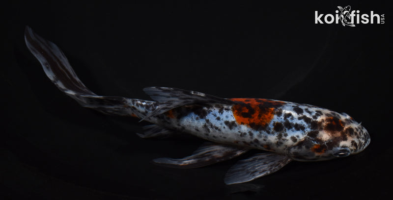 8.25" SHUBUNKIN GOLDFISH