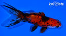 4" CALICO WATONAI GOLDFISH