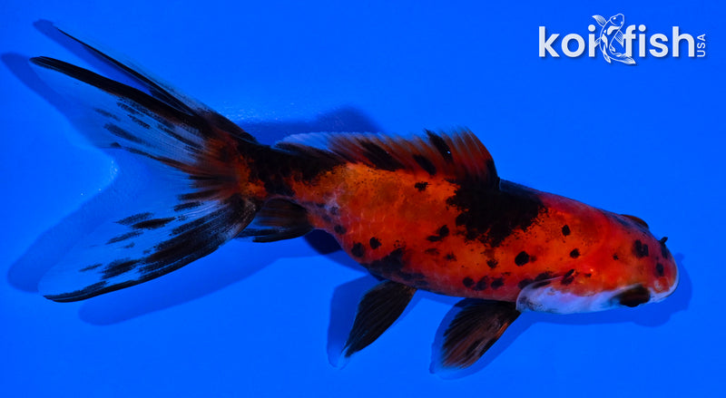 4" CALICO WATONAI GOLDFISH
