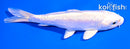 5" DOITSU PLATINUM OGON