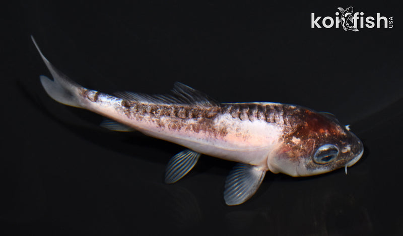 4" BENI KUMONRYU