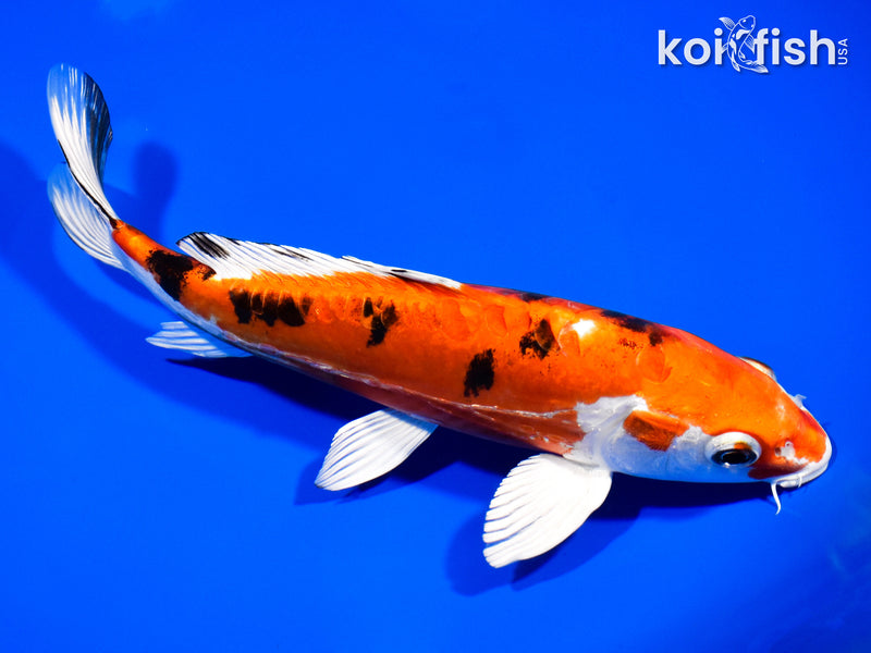 8.25" HEISEI NISHIKI