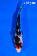 5" SHOWA