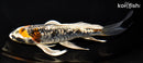 7.25" GINRIN ARAGOKE BENI KIKOKURYU BUTTERFLY