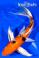 9.25" YAMATO NISHIKI BUTTERFLY