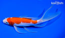 7.75" KOHAKU BUTTERFLY