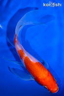 5.5" KOHAKU BUTTERFLY