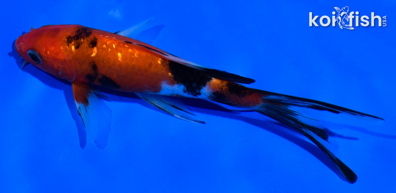 5.5" AKA SANKE BUTTERFLY