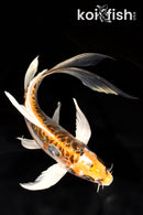 8" DOITSU KUJAKU BUTTERFLY