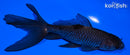 5.25" WATONAI GOLDFISH