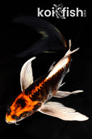 7" ARAGOKE BENI KIKOKURYU BUTTERFLY