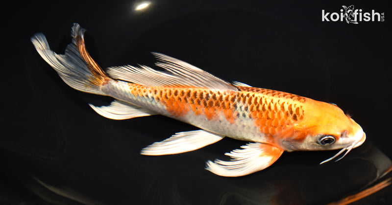 9.5" KUJAKU BUTTERFLY