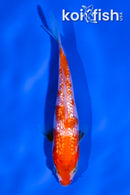 4" GINRIN KOHAKU
