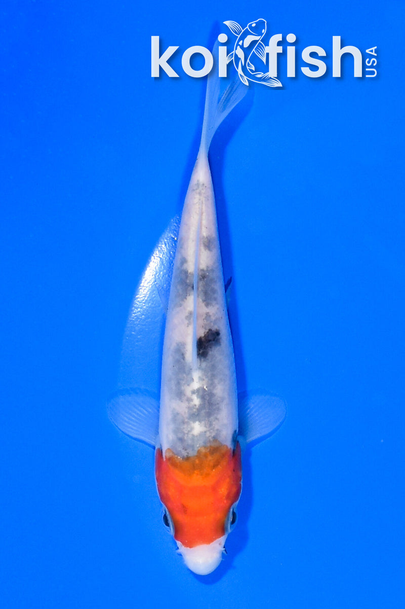 4.75" SANKE