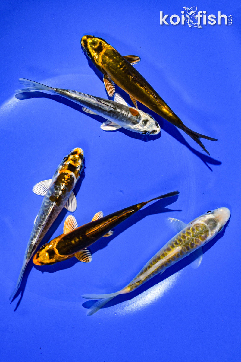 PACK OF (5) 3-4" STANDARD GHOST KOI