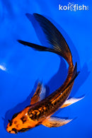 5.5" BENNI KIKOKURYU BUTTERFLY