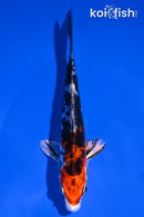 5.25" HEISEI NISHIKI