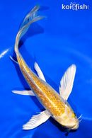 6" GINRIN HARIWAKE BUTTERFLY