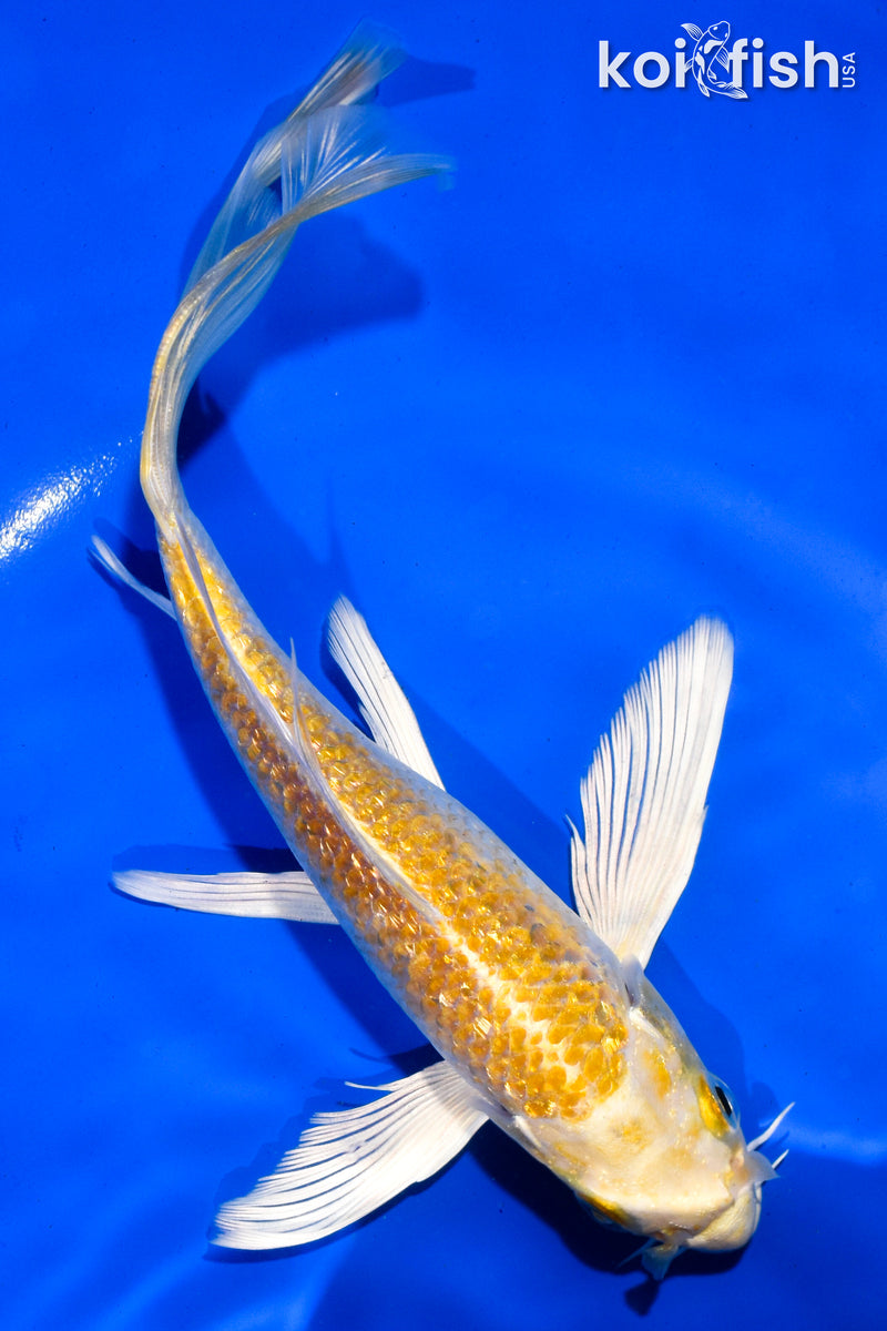 6" GINRIN HARIWAKE BUTTERFLY