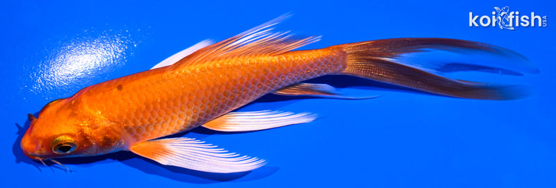 5.25" ORENJI OGON BUTTERFLY