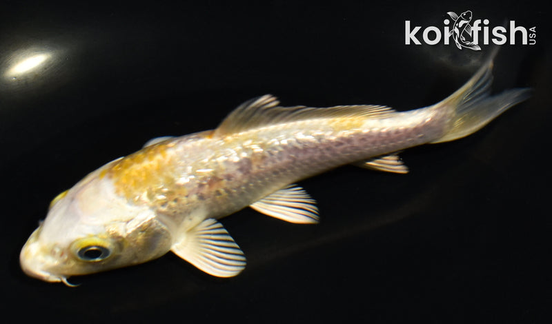 5" GINRIN HARIWAKE