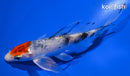 4.75" YAMATO NISHIKI BUTTERFLY