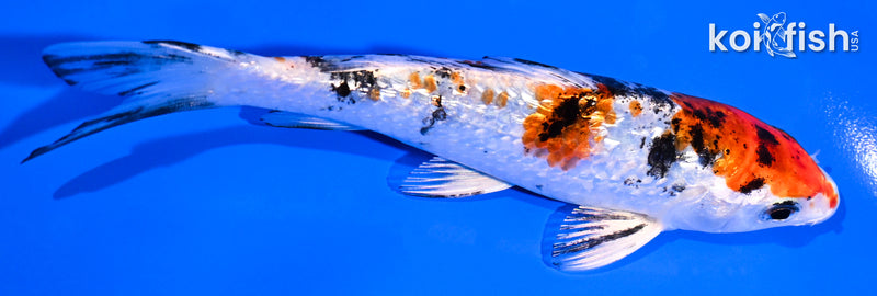 5.25" GINRIN YAMATO NISHIKI
