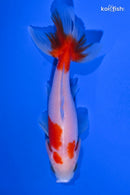 3.75" WAKIN GOLDFISH