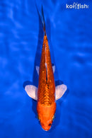 5.75" GINRIN YAMATO NISHIKI