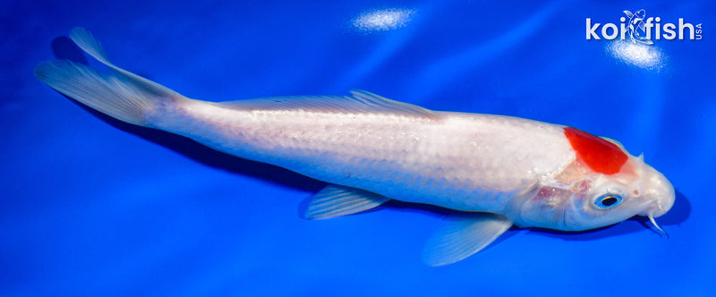 8" TANCHO KOHAKU