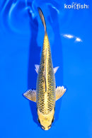 5.75" GINRIN KI MATSUBA