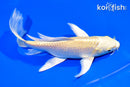 7.75" YAMABUKI OGON BUTTERFLY