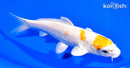 6.5" HARIWAKE