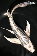 9.25" KIKOKURYU BUTTERFLY