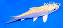 4" GINRIN YAMABUKI OGON