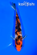 6.25" SANKE