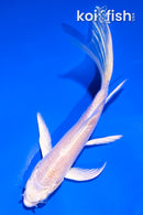 4.5" PLATINUM OGON BUTTERFLY