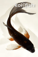 7" OCHIBA SHIGURE BUTTERFLY