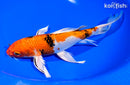 9.25" YAMATO NISHIKI BUTTERFLY