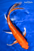 9.5" ORENJI OGON BUTTERFLY