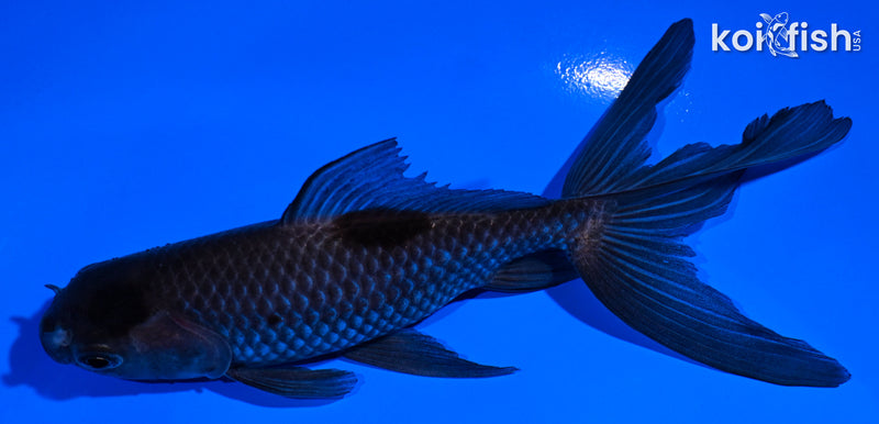 5.25" WATONAI GOLDFISH