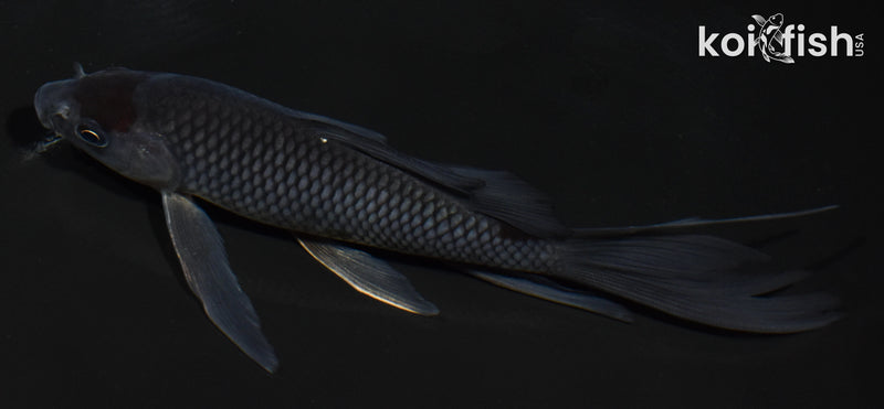 5.5" OCHIBA SHIGURE BUTTERFLY